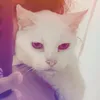 puddim_artista