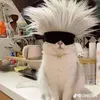 meogojo_ngoc