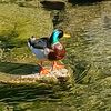 duck_god18