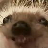 lotus_vvhhjjs