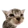 elgatitotheskeptical5348