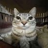 mistermiau88