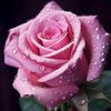 naseem8423