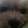 ilovedogssomuch67