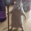 ratatouille1076
