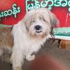 kyaw143156