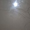 tiani6280