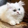 bappy.ahamed.shov