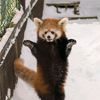 panda_patrick5