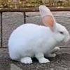 whiterubbit8