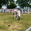 jonahlikescattle