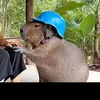 mecapybara111