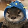 cupapy_munyenyo2
