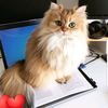 cats5685