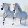 alessia.castillo44