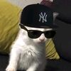 rapx.yp