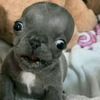protrontheboi