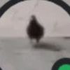 the_jugementalpigeon