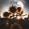 lorax0730