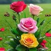 daliah.daliah.mohra