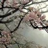 skibeabadoobee1