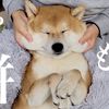 シヴァ犬こむぎっす-KOMUGI