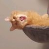 simba.rooni