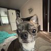 bossxydoshki1
