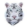 sr_57_tiger