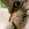 ista.nur7