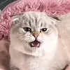 _771447