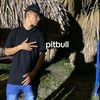 garizao_pitbull