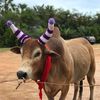 วัวชน