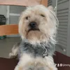dimiconos