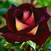 user4936086816705