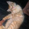 firdaa_r