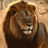 king.cing.com