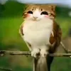 ellaaawwp