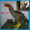 galosmelhoreslinh