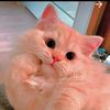habiba.ramy849