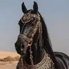 belal.xareb