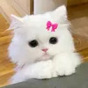 lily_catsz2