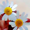 nma_12342