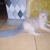 mas.raden710