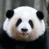 Panda Planet