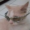 cihau.kucing