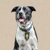 k9nash_hpd