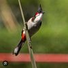 bulbul9855