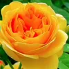 user9796254201837