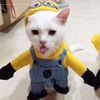 babykitty2346